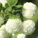 Old Fashion Snowball Viburnum Plant