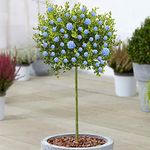 Ceanothus Victoria Tree | Evergreen Ornamental Trees for Small Gardens | Vibrant Potted California Wild Lilac Variety (70-80cm (Incl. Pot))