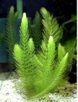Live Aquarium Plant ¦ Hornwort 'Ceratophyllum demersum' x5 Easy, Tropical, Pond, Aquascaping Fish Tank, Fast-Growing, Oxygenating, Algae Control, Snail Free, Shrimp Safe, Freshwater ¦ Floratica