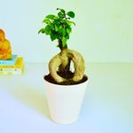 Abana Homes Ficus Bonsai Plant for Home Indoor Live in Self Watering Pot for Living Room, Bed Room & Office Desk