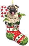 Pug Dog Fl