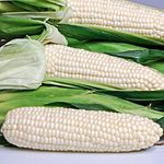 VIBEX -® VXL-140 Sweet Corn Seeds -EDEN WHITE - Hybrid Sweet Tasting Corn