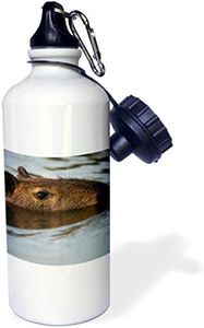 3dRose Capybara, Northern Pantanal, Brazil - Sports Water Bottle, 21oz (wb_228667_1)