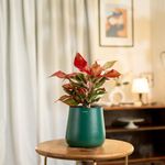 KYARI Aglaonema Lipstick Indoor Plant for Living Room | Live Plants | Plants with Green Aura Self Watering Pot for Home | Office Plants | Plants for Home Decor