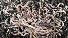 Bestbait.com Canadian Nightcrawlers 120 ct. Worms or 10 Doz. Worms