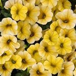 Calibrachoa Trailing Mini Petunias 