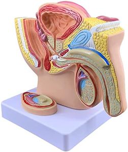 oiakus Human Male Reproductive System Anatomy Model, Male Prostate Pelvis Reproductive Urinary System Model, 1:2 Life-Size Males Anatomie Pelvis with Genital Model, for School Teaching Display