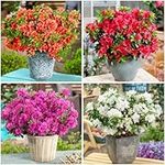 [x4] Dwarf Japanese Azalea Collection | Variety-Pack | Evergreen Shrubs | Pot Plants