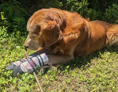 All Weather Neoprene Paw Protector Dog Boots with Reflective Straps in 5 Sizes! (Multicolor Large)