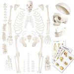 Evotech Disarticulated Human Skeleton Model For Anatomy 67 inch High, Full Size Skeleton Models with Skull, Spine, Bones, Articulated Hand & Foot, for Anatomy Medical Learning