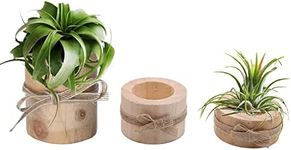 Nwsrayu Wooden Air Plant Holder Pack of 3 Wooden Air Plants Holders Air Plants Terrarium Tillandsia Streptophylla Xerographica Holders Succulent Pot Tea Light Holder