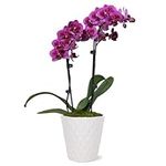 Just Add Ice JA5005 Purple Orchid i