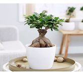 Garden Art Ficus Ginseng Indoor and outdoor Bonsai Live Plant/Tree 7 Years Old With White Nursery 5 inch Pot plant (Pack of 1 Healthy Live Plant))