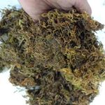 CAPPL Sphagnum Dry Moss for Orchid Plant Soil Air Layering and Mulching 1500g (Green & Brown) Home & Garden