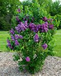 30 French Lilac Shrub Seeds | Syrin