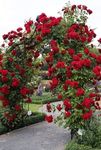 Radiant Vivid Red Climbing Rose in 