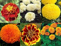 Exotic Marigold Hotel Collections