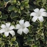 ASTHA Snow Rose Serenade: The Enchanting Beauty of Serissa Foetida Variegata Flower Plant PACK OF 1