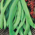 Runner Bean Seeds, Easy to Grow Vegetables, Heavy Cropping in Summer, Kitchen Gardens & Allotments, 1 x Packet Runner Bean Prizewinner Seeds (40 Seeds) by Thompson & Morgan