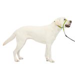 PetSafe Gentle Leader Head Collar with Training DVD, Large 60-130 LBS, Apple Green