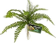 Zoo Med Naturalistic Flora Sword Fern or Terrarium and Paludarium