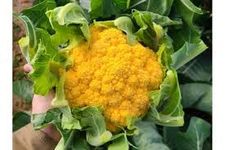 Oakwood Farms� Organic Cauliflower Yellow seeds F1 Hybrid vegetable seeds For Your Home & Garden (Pack Of 70-80 Seeds)