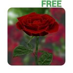 3D Rose Live Wallpaper Free