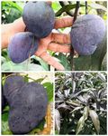 Rukonza Most Expensive "BLACK STONE" Grafted Mango Plant - Original Mango Tree Hybrid Variety (Plant Height 3 Feet, Pack of 1 Healthy Plant) For Home Garden
