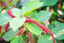 Gurveplantationi® - Acalypha Hispida Plant Long Red Flowers Full Year Flowering and Medicinal Chenille Red Hot Cat's Tail Cattail Ekur Kuching Buntut Kucing Live with Pot (Pack of 1)