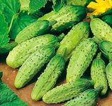 SeedsUA: Seeds Cucumber Wisconsin Gherkin Pickling Non GMO Heiroom Vegetable for Planting