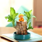 Brazilian Bamboo Lucky Wood Good Luck Live Plant WITH BUDHA IDOL | Lucky Brazil Wood Potted Plant | Indoor Live Lucky wood plant