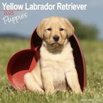 Yellow Labrador Puppies Calendar 2025 Square Dog Puppy Breed Wall Calendar - 16 Month