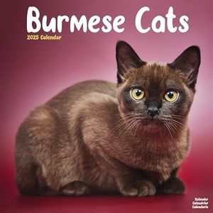 Cats - Burmese Calendar 2025 Square Cat Wall Calendar - 16 Month