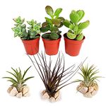 Succulent and Air Plant Mix - 3 Air Plants - 3 Succulents for Beginners - Indoor Plants