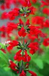 Park Seed Summer Jewel Red Salvia Seeds, Butterfly, Hummingbird, and Bee Friendly, Rich Deep Color Pack of 25 Seeds