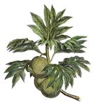 Cook Breadfruit 1773 Nthe Tahitian Breadfruit Line Engraving 1773 From Captain James CookS Account Of A Voyage Round The World In The Years 1768-71 Poster Print by (18 x 24)