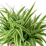 Carbeth Plants - Indoor Plants - Build Your Own Houseplant Collection - 7cm to 9cm Pots - Spider Plant - Chlorophytum Ocean in 9cm Pot