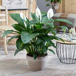 GardenersDream Spathiphyllum Peace Lily Plant in Pot - Real Indoor Air Purifying Plant - Healthy Indoor Potted Plant for Bedroom, Living Room - Housewarming Gifts for Home (20–30 cm)