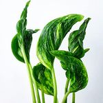 The Four Seasons Sleeping Pothos | Shangri La Rare Natural Live Plant in Pot