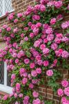 Striking Pink Climbing Rose Plant i