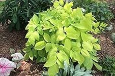 Seeds Aralia Cordata Sun King Golden Japanese Spikenard Shade Rapid Grow Lime Green Small Dwarf Tree Bloom Flower Resistant Perennial Easy Hosta Canada Bestdealhere Quantity Option Seed (12)