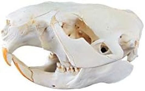 TG,LLC Treasure Gurus Genuine Beaver Skull Taxidermy Animal Bones Unique Animal Hunting Cabin Decor
