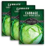 Survival Garden Seeds - Early Round Dutch Cabbage Seed for Planting - 3 Packs with Instructions to Plant and Grow Green Cabbages in Your Home Vegetable Garden - Non-GMO Heirloom Variety