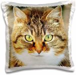 3dRose Cute Image of Cat Domestic C