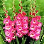 schone Gladiolus Large Flowering – Long-Lasting Cut-Flowers – Perennial – Summer Flowering Bulbs – for Your Beautiful Garden (10 x Gladiolus Large Flowering Elvive)