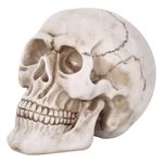 Vinsani® Life Size Replica Realistic Human Skull Bone Model for Gothic Halloween Party Decoration Accessories Props Ornament Skeleton Anatomical Medical Teaching