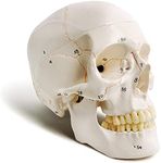 Evotech Classic Numbered Human Skull Model, Life Size (9" Height), Medical Quality-3 Part-W/Sutures Painted, 54pcs Labeled Numbered; for Medical Student; Shows Most Major Foramen, Fossa, and Canals