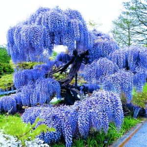 Blue Wisteria Live Plants, Set 3 Wisteria Trees Live Plants, Wisteria Vine Live Plants for Planting 12 to 15 Inches Height, Wisteria Flowers in 2.5 Inches Pot
