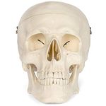 Life Size Human Skull, 3 PARTS by mLabs