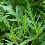 Green Gallery Wild Rocket Leaves Fresh Herb Seeds for and Kitchen Gardening Planting Farming